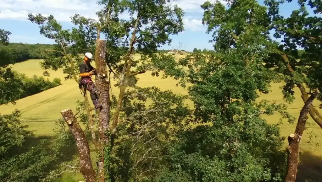 Réalisation d'un démontage d'un chêne à Bergerac