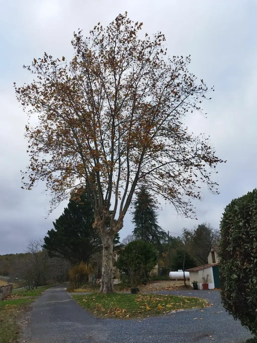 Réduction du Houppier d'un arbre sur Le Bugue